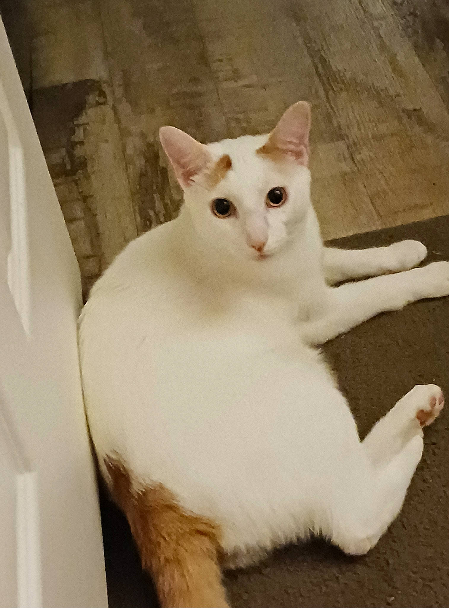 Sully is registered to the contest to win money with this photo: carnivore, cat, domestic_short_haired_cat, felidae, fur, paw, small_to_medium_sized_cats, snout, tail, terrestrial_animal, whiskers, window