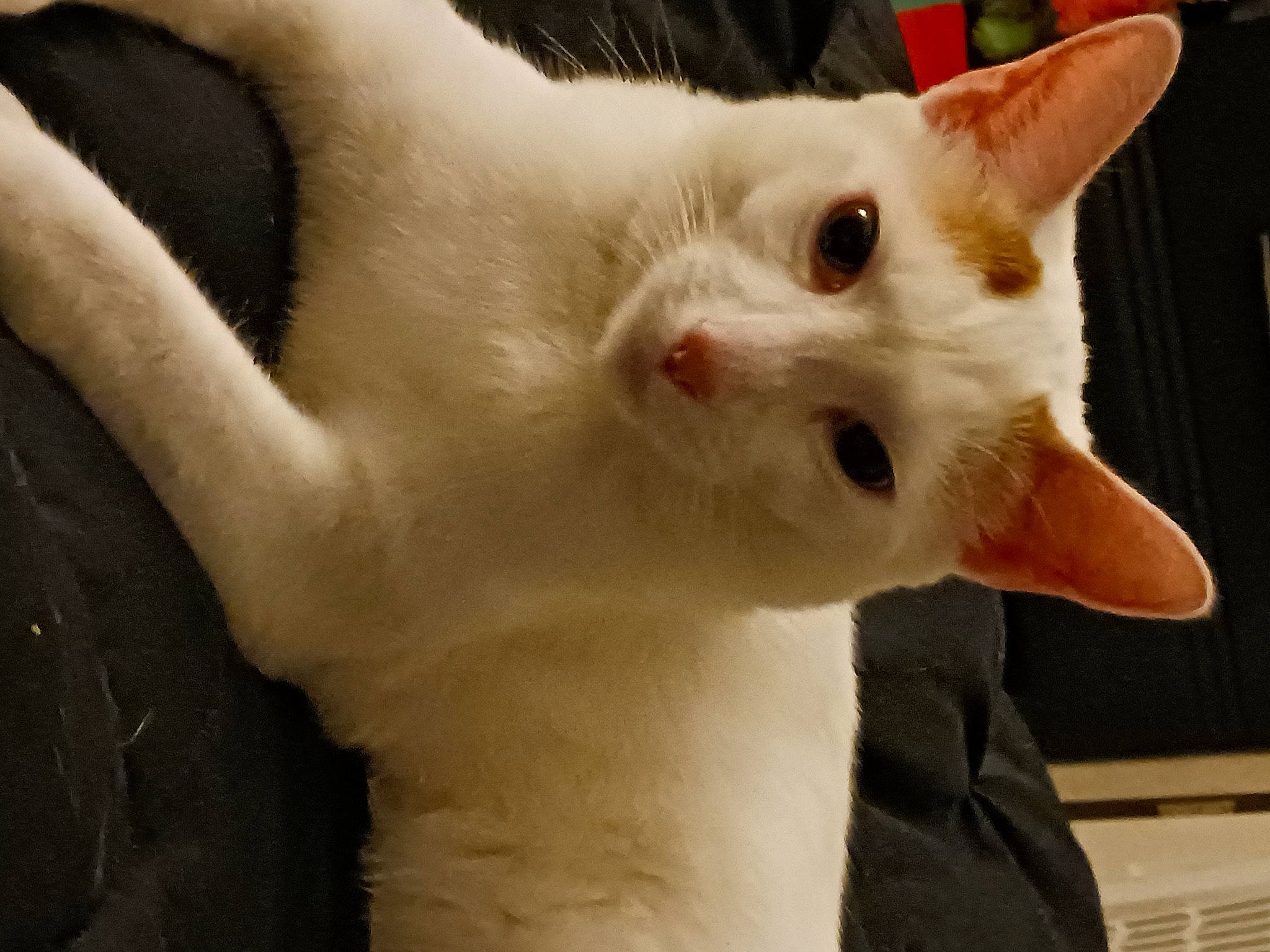 Sully joined the competition — help win amazing prizes! carnivore, cat, domestic_short_haired_cat, ear, fawn, felidae, fur, small_to_medium_sized_cats, snout, tail, terrestrial_animal, whiskers