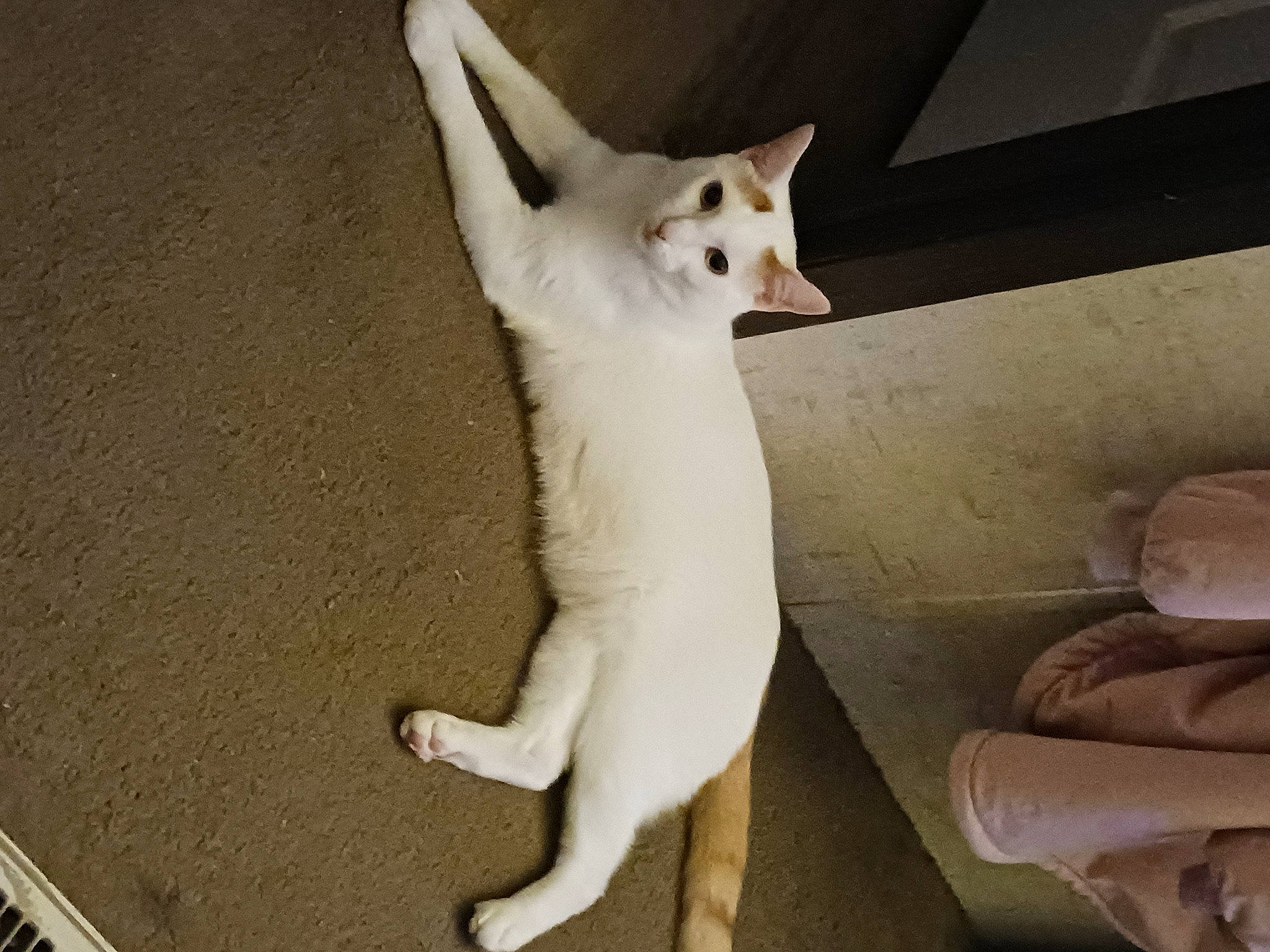 Sully joined the competition — help win amazing prizes! canidae, carnivore, cat, comfort, companion_dog, dog_breed, domestic_short_haired_cat, fawn, felidae, fur, mammal, paw, small_to_medium_sized_cats, snout, sporting_group, tail, terrestrial_animal, vertebrate, whiskers, working_animal