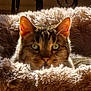 animal, bed, cat, closeup, comfort, cozy, cute, ears, face, fluffy, fur, furry, green_eyes, indoor, pet, relaxed, resting, soft, tabby, whiskers