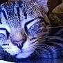 animal, cat, close_up, cozy, cute, domestic_cat, face, fur, indoor, muzzle, paw, pet, relaxed, resting, serene, sleeping, soft_light, striped, tabby, whiskers