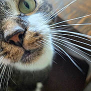 Mia is registered to the contest to win money with this photo: cat, close_up, whiskers, green_eyes, tabby, face, pet, animal, fur, nose, indoor, curious, portrait, muzzle, eyes, focus, domestic_cat, feline, closeup, soft_background