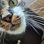 cat, close_up, whiskers, green_eyes, tabby, face, pet, animal, fur, nose, indoor, curious, portrait, muzzle, eyes, focus, domestic_cat, feline, closeup, soft_background