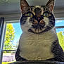 Mia joined the competition — help win amazing prizes! cat, indoor, close_up, window, tree, greenery, feline, whiskers, fur, portrait, animal, pet, domestic_cat, daylight, nature_outside, curtain, house, looking_up, face, eyes