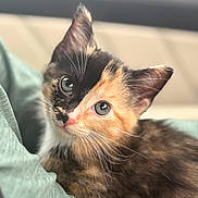 Cow joined the competition — help win amazing prizes! animal, calico, cat, closeup, cozy, curious, cute, domestic, eyes, feline, fur, green_background, indoor, kitten, pet, portrait, resting, soft, whiskers, young