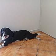 Amalya a rejoint le concours — aidez-le/la à gagner de superbes lots ! dog, black_and_white, lying_down, harness, floor_tiles, indoor, wall, door, pet, animal, friendly, looking_at_camera, relaxed, domestic, companion, fur, mammal, four_legs, ears, tail