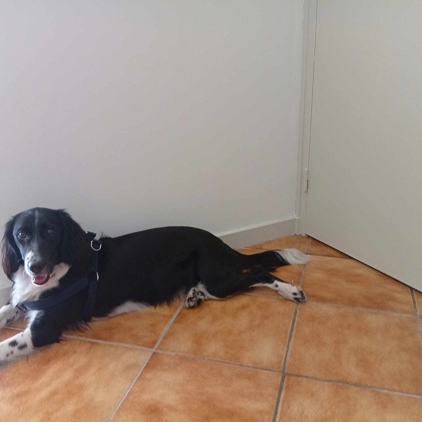 Amalya a rejoint le concours — aidez-le/la à gagner de superbes lots ! dog, black_and_white, lying_down, harness, floor_tiles, indoor, wall, door, pet, animal, friendly, looking_at_camera, relaxed, domestic, companion, fur, mammal, four_legs, ears, tail