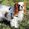 dog, grass, outdoor, pet, animal, white, brown, fur, canine, nature, sunlight, standing, alert, ears, collar, leash, daytime, greenery, eyes, mammal