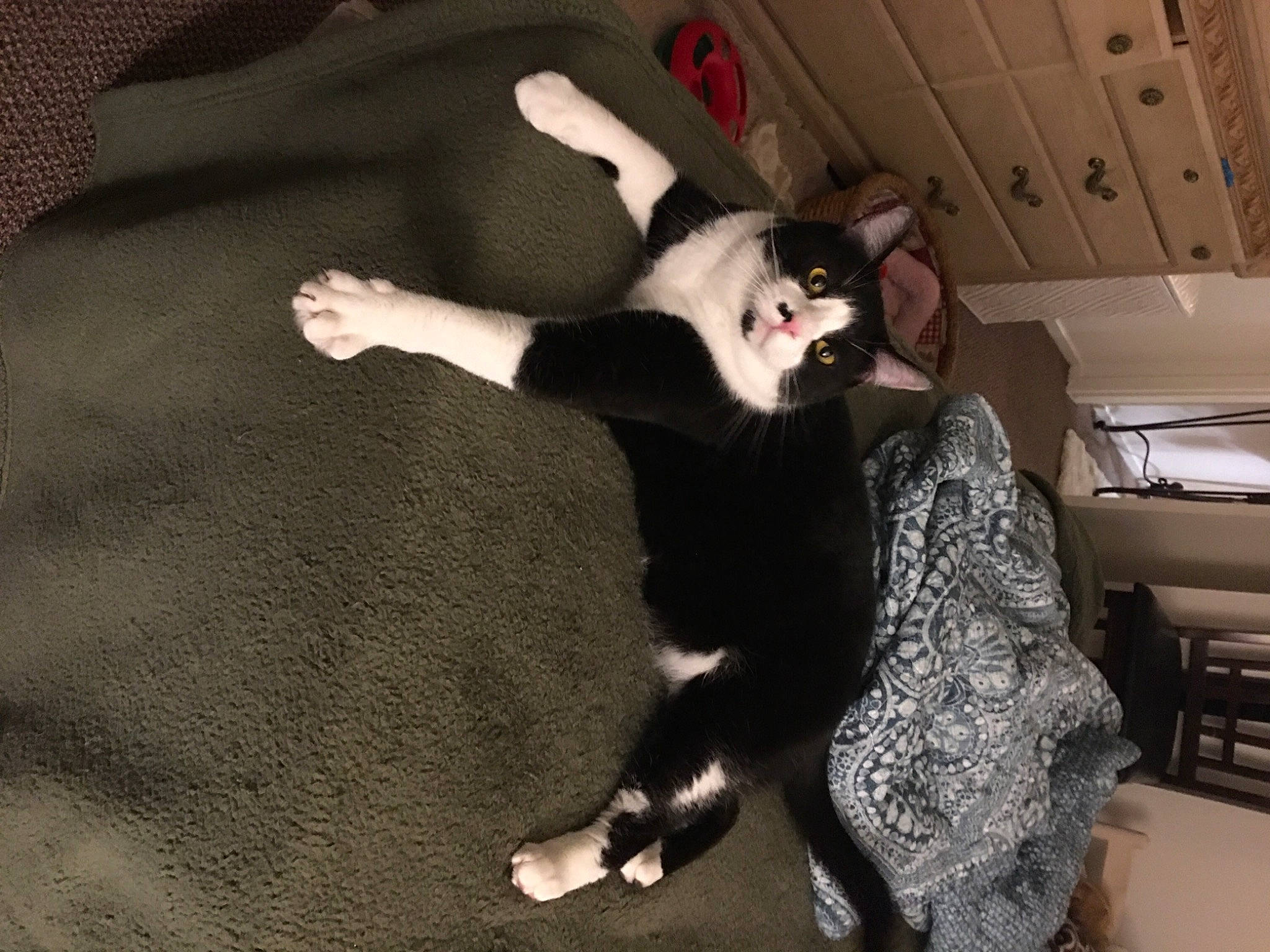 Curtis joined the competition — help win amazing prizes! automotive_design, automotive_exterior, carnivore, cat, comfort, companion_dog, dog_breed, felidae, floor, flooring, formal_wear, fur, hardwood, paw, room, small_to_medium_sized_cats, tail, vehicle_door, whiskers, wood