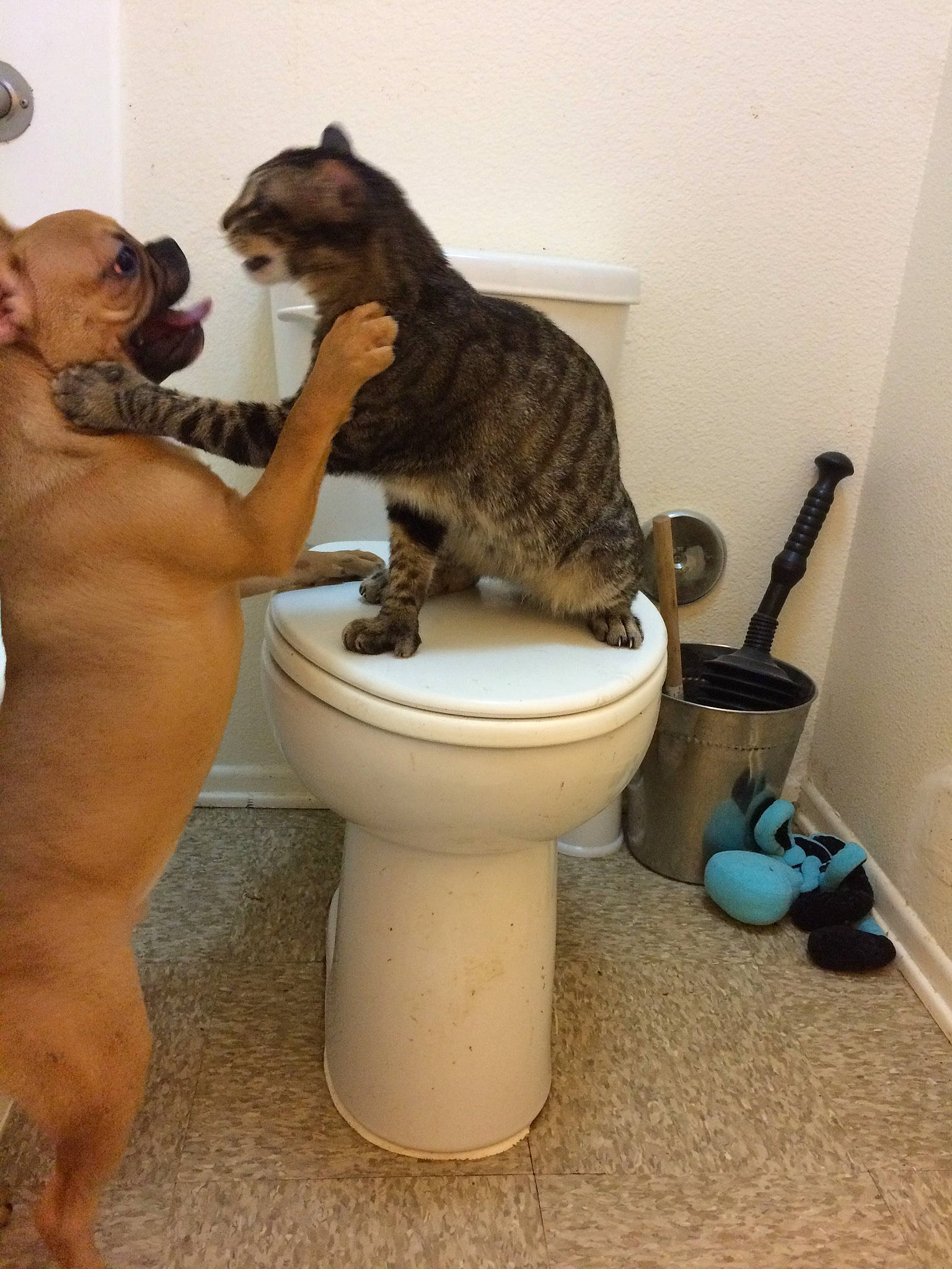 Lucus is registered to the contest to win money with this photo: bathroom, carnivore, cat, ceramic, domestic_short_haired_cat, fawn, felidae, floor, flooring, fur, plumbing, plumbing_fixture, room, small_to_medium_sized_cats, smile, tail, tap, toilet, toilet_seat, whiskers