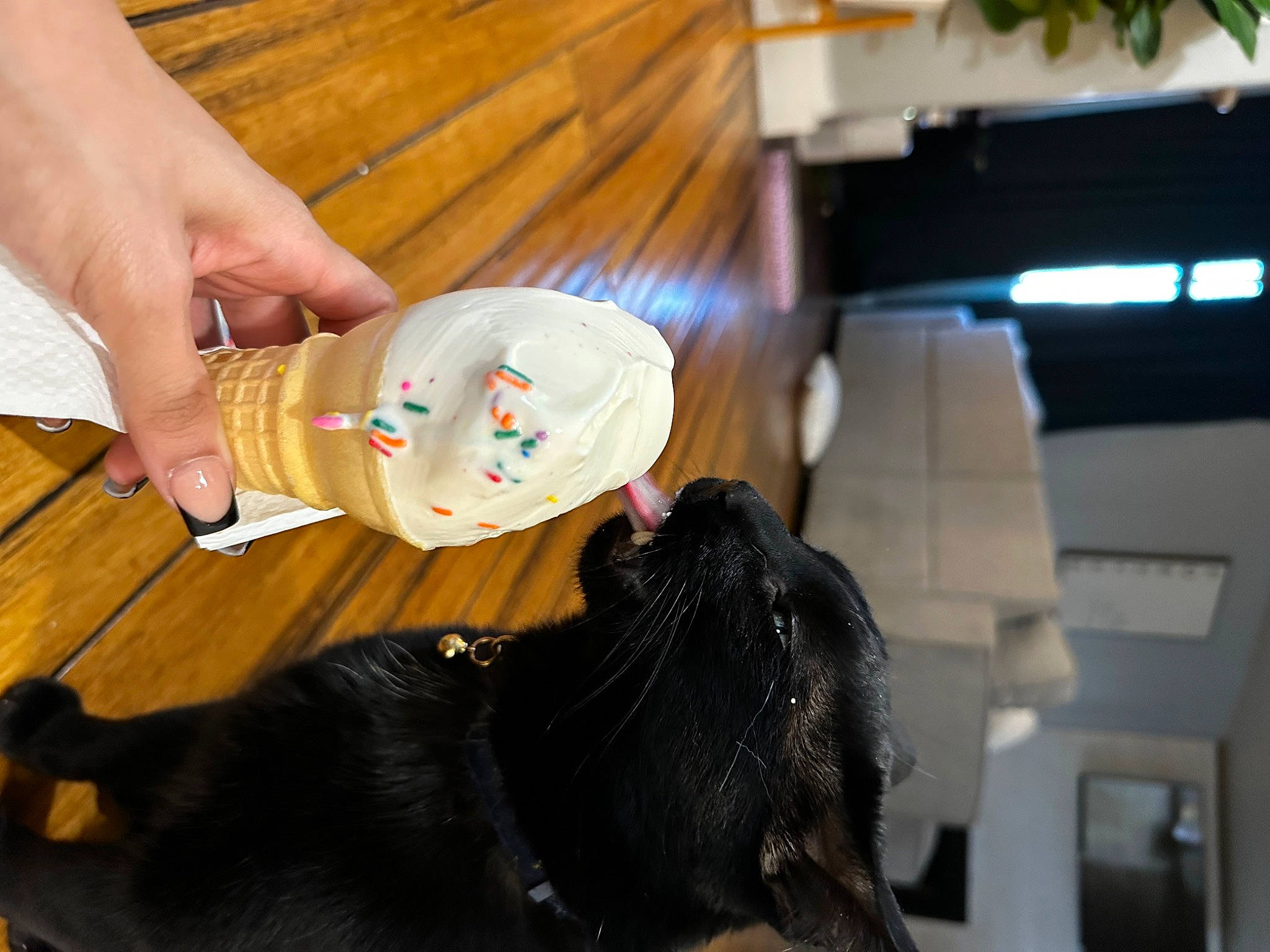 Salem is registered to the contest to win money with this photo: canidae, carnivore, collar, companion_dog, dog, dog_breed, dog_collar, fashion_accessory, fur, guard_dog, hardwood, nail, plant, snout, sporting_group, tail, terrestrial_animal, wood, wood_stain, working_animal