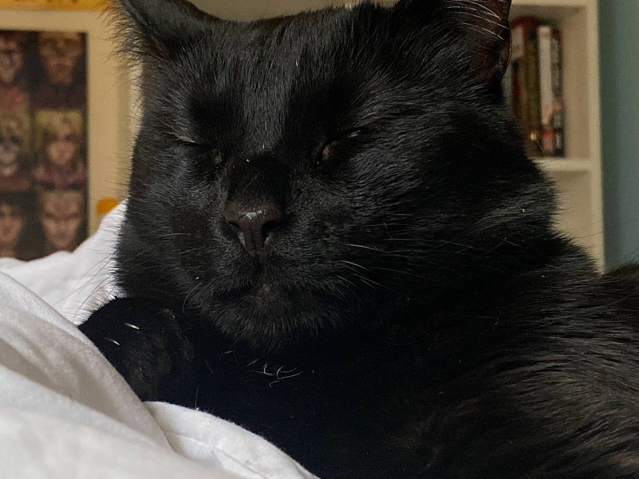 Salem is registered to the contest to win money with this photo: black_cat, bombay, bookcase, carnivore, cat, cat_supply, claw, comfort, domestic_short_haired_cat, felidae, fur, grey, picture_frame, small_to_medium_sized_cats, snout, terrestrial_animal, whiskers