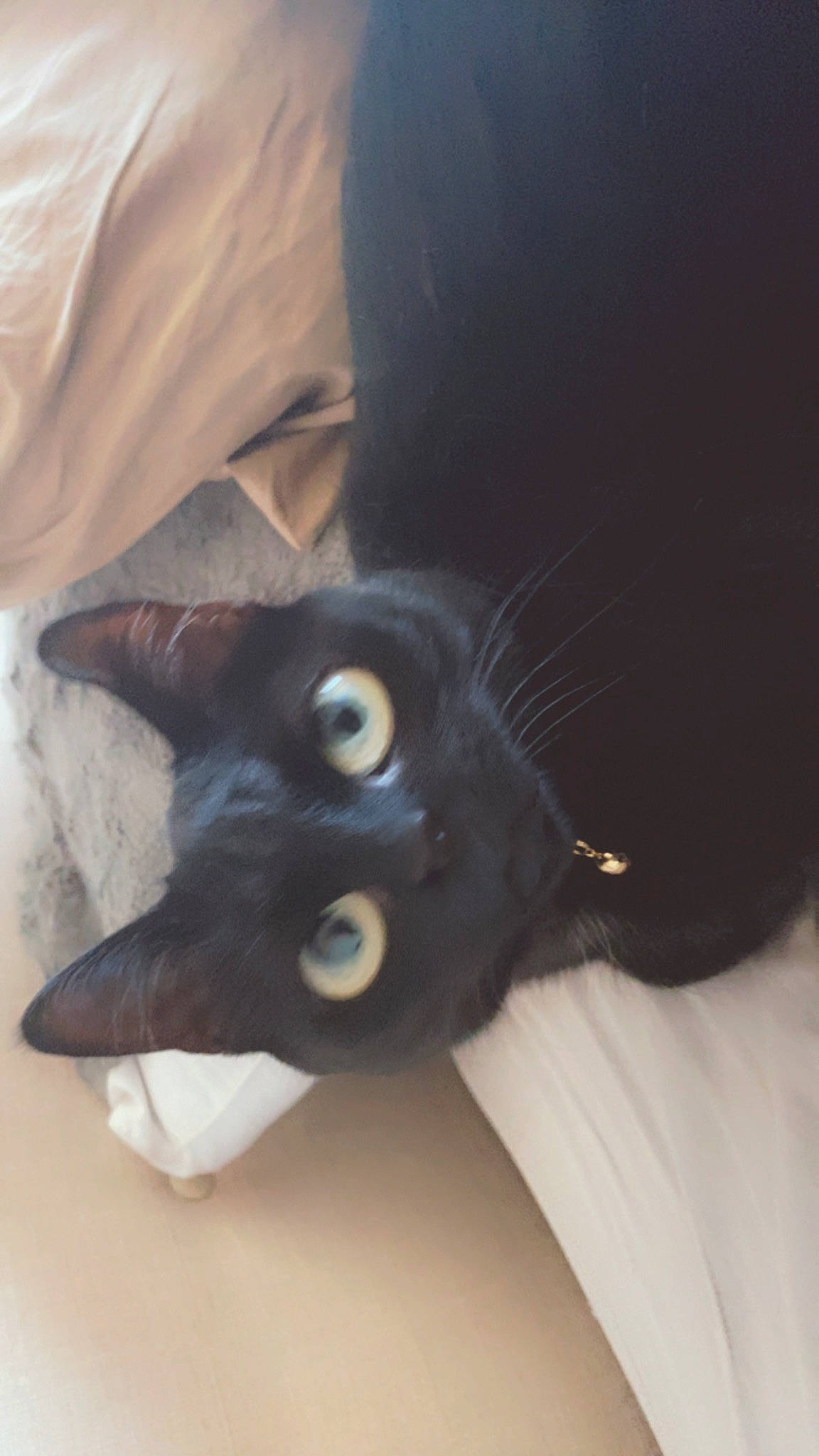 Salem is registered to the contest to win money with this photo: black_cat, carnivore, cat, comfort, domestic_short_haired_cat, ear, felidae, fur, paw, small_to_medium_sized_cats, snout, tail, whiskers