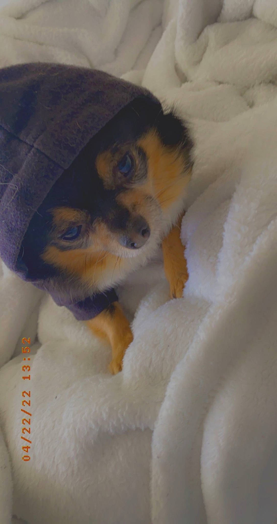 Benji is registered to the contest to win money with this photo: blanket, cap, comfort, companion_dog, dog_breed, felidae, fur, hat, linens, paw, petal, plush, small_to_medium_sized_cats, stuffed_toy, toy, toy_dog, whiskers, wool, woven_fabric