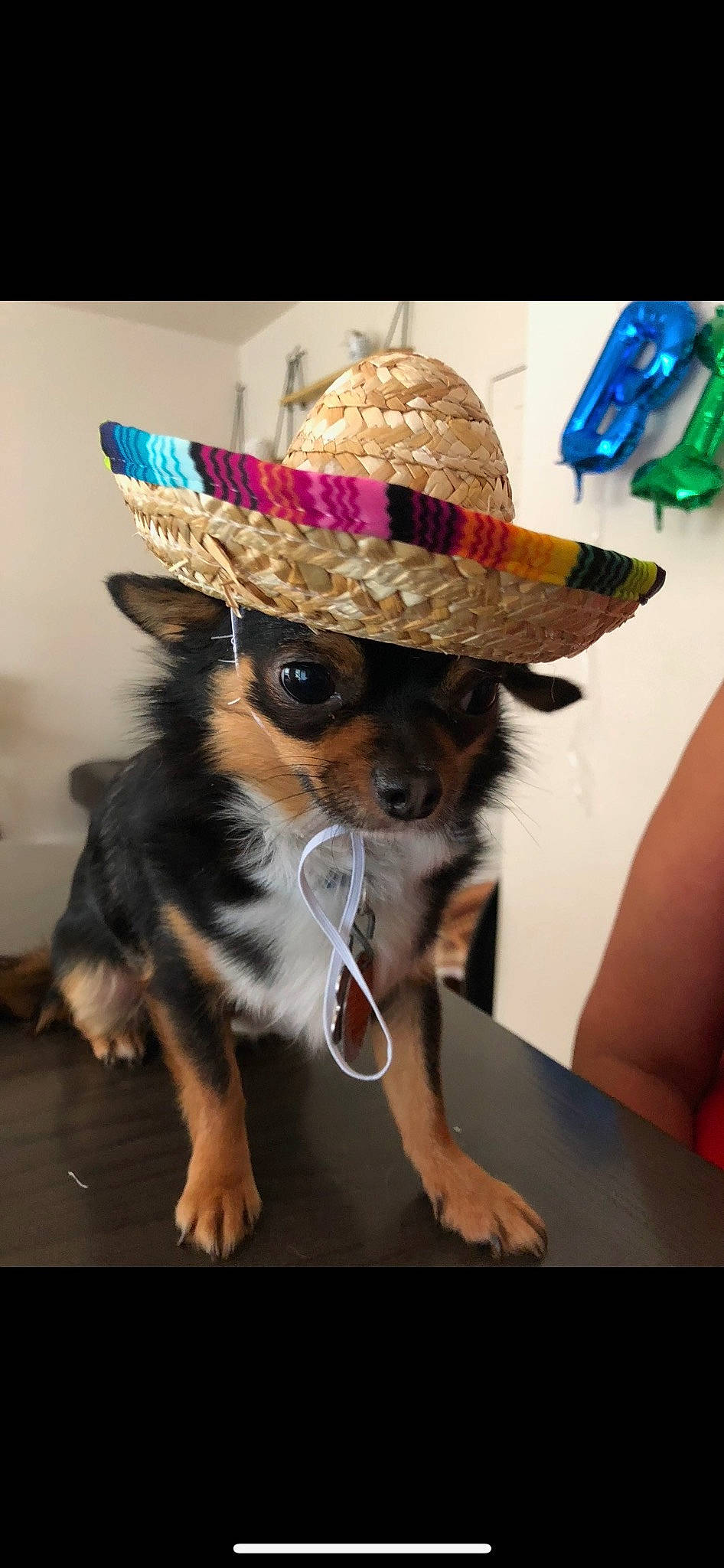 Benji joined the competition — help win amazing prizes! basket, carnivore, companion_dog, costume_hat, dog, dog_breed, dog_clothes, dog_supply, eyewear, fawn, fedora, hat, headgear, party_hat, party_supply, sombrero, sun_hat, sunglasses, toy_dog, whiskers