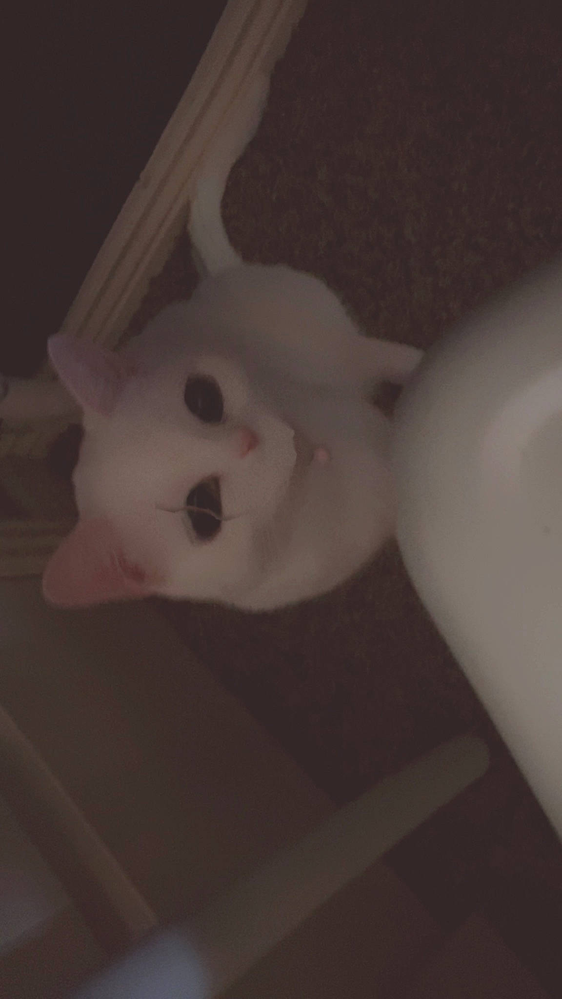 Coco is registered to the contest to win money with this photo: canidae, carmine, carnivore, cat, darkness, ear, eye, felidae, fur, head, room, shadow, sky, small_to_medium_sized_cats, snout, tail, whiskers, wood