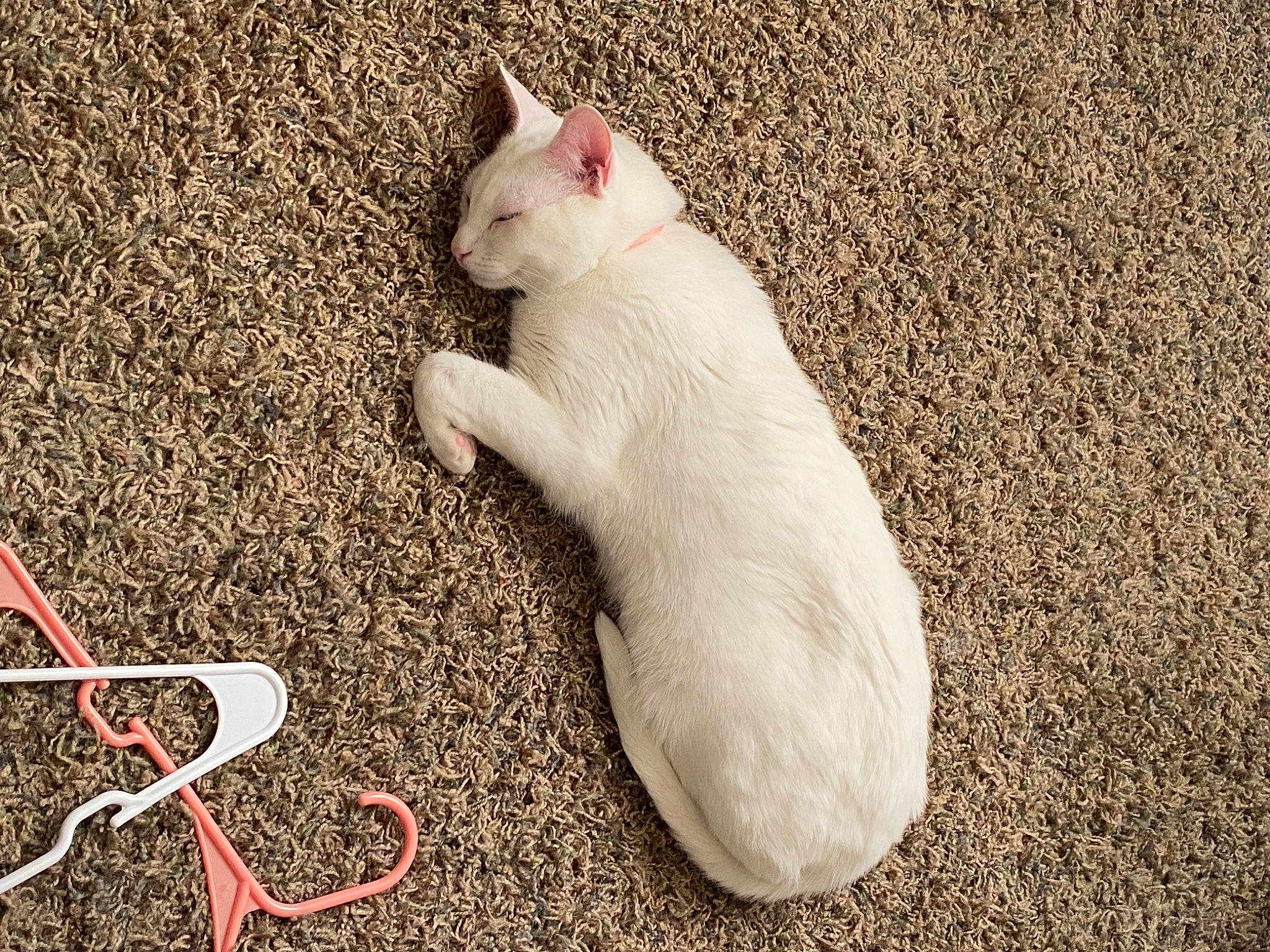 Coco joined the competition — help win amazing prizes! cable, carmine, carnivore, cat, claw, comfort, domestic_short_haired_cat, fawn, felidae, foot, fur, paw, photo_caption, small_to_medium_sized_cats, snout, tail, terrestrial_animal, whiskers, wire