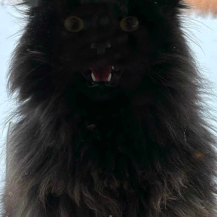 Zoomy is registered to the contest to win money with this photo: animal, black_cat, cat, closeup, curious, dark, ears, eyes, fluffy, fur, glass, mouth, outdoor, pet, portrait, reflection, snow, whiskers, wild, window