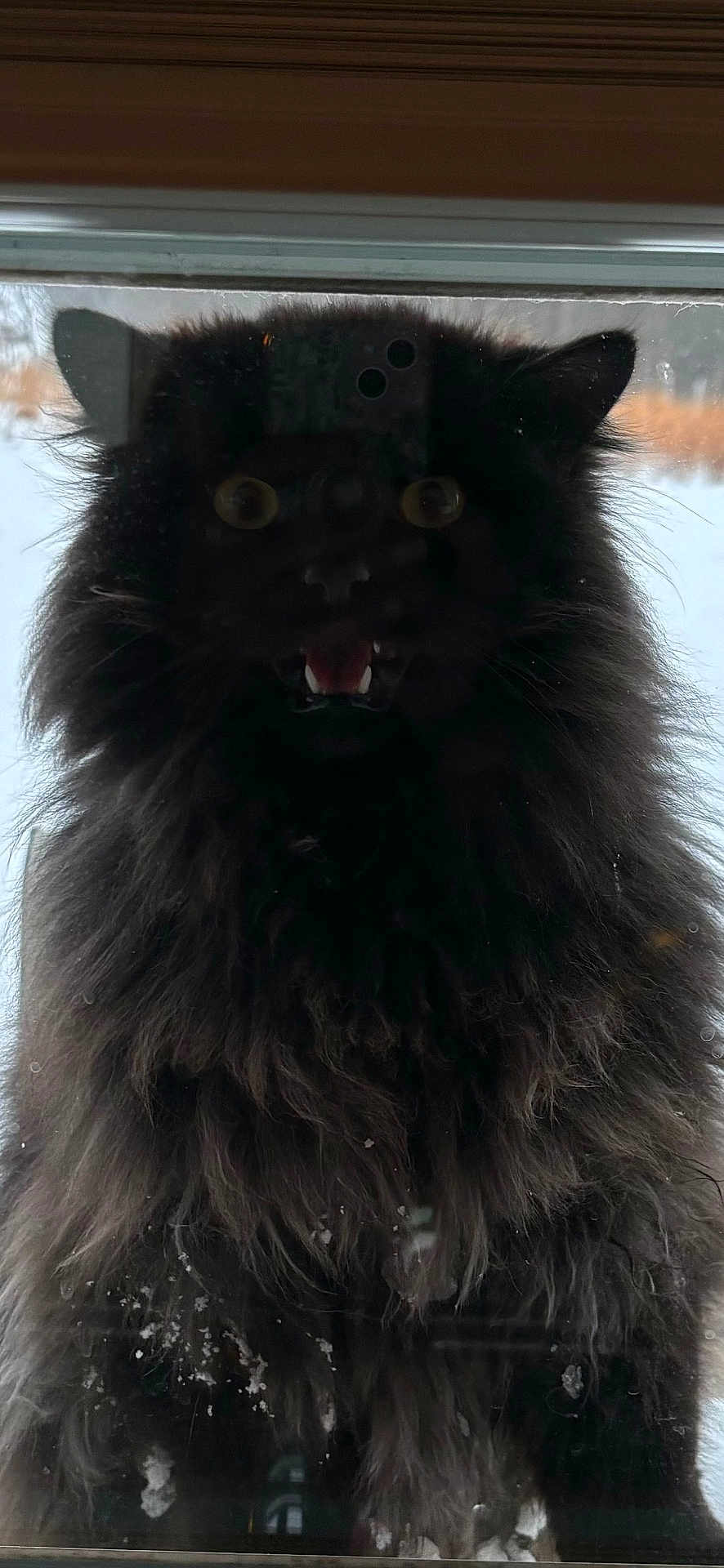 Zoomy is registered to the contest to win money with this photo: cat, black_cat, fluffy, fur, animal, pet, window, glass, outdoor, snow, wild, eyes, mouth, whiskers, ears, dark, reflection, closeup, portrait, curious
