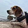 accessories, animal, beach, beagle, canine, coast, dog, hound, leash, nature, outdoors, pet, pointer, puppy, sea, shoreline, snout, strap, water, wood