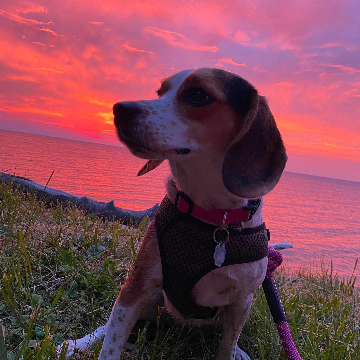 Ellie joined the competition — help win amazing prizes! accessories, animal, beach, beagle, canine, clothing, coast, dog, glove, grass, hound, nature, outdoors, pet, plant, pointer, puppy, sky, strap, sunset