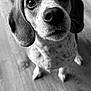 animal, beagle, canine, dog, hardwood, hound, pet, pointer, puppy, snout, wood