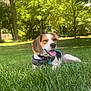animal, canine, dog, face, grass, grove, head, hound, land, nature, outdoors, park, person, pet, photography, plant, puppy, tree, vegetation, woodland
