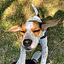 accessories, animal, ball, beagle, canine, clothing, dog, footwear, grass, hound, lawn, pet, plant, pointer, puppy, shoe, sport, strap, tennis, tennisball