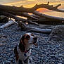 animal, beach, beagle, canine, coast, dog, driftwood, hound, nature, outdoors, pebble, pet, puppy, rock, rubble, sea, shoreline, sky, water, wood