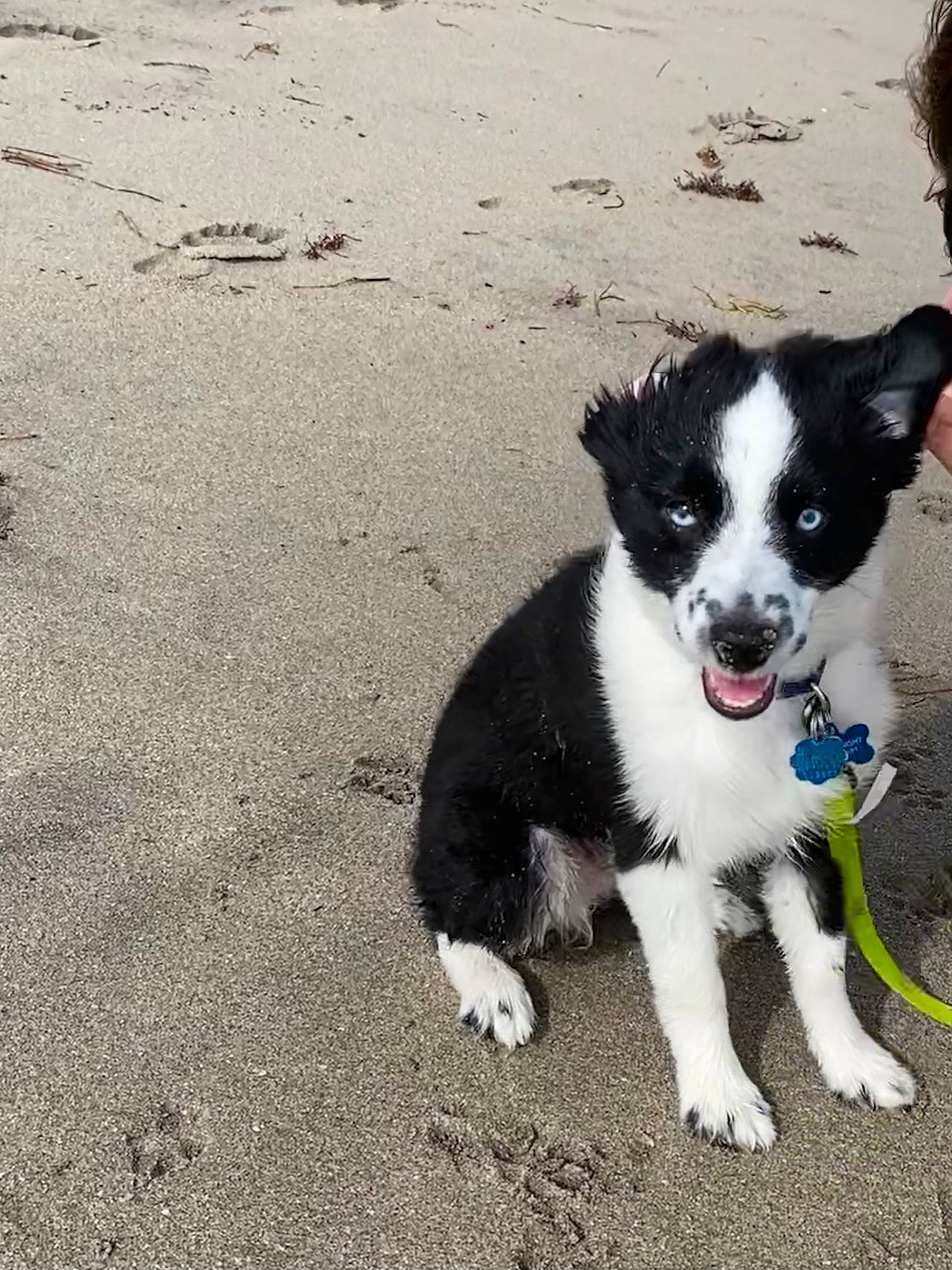 Blu joined the competition — help win amazing prizes! canidae, carnivore, collar, companion_dog, dog, dog_breed, dog_collar, fur, mammal, pet_supply, sand, shadow, snout, sporting_group, tail, vertebrate, working_animal, working_dog