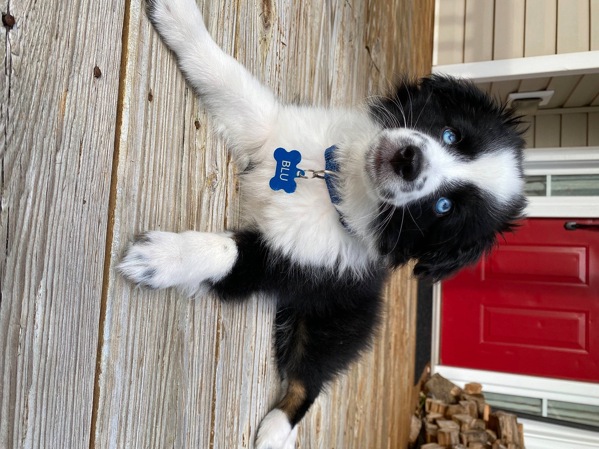 Blu joined the competition — help win amazing prizes! cabinetry, canidae, carnivore, companion_dog, dog, dog_breed, dog_supply, fur, hardwood, home, paw, pet_supply, puppy, snout, tail, terrestrial_animal, vertebrate, wood, wood_stain, working_animal