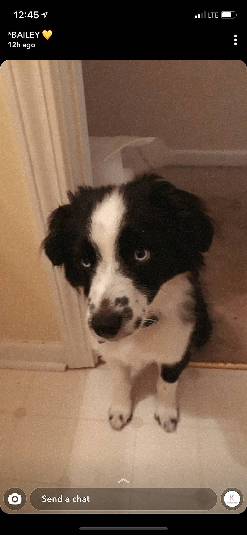 Blu joined the competition — help win amazing prizes! black, border_collie, canidae, carnivore, companion_dog, curtain, dog, dog_breed, floor, flooring, fur, herding_dog, mammal, snout, sporting_group, tail, tile, vertebrate, working_animal, working_dog