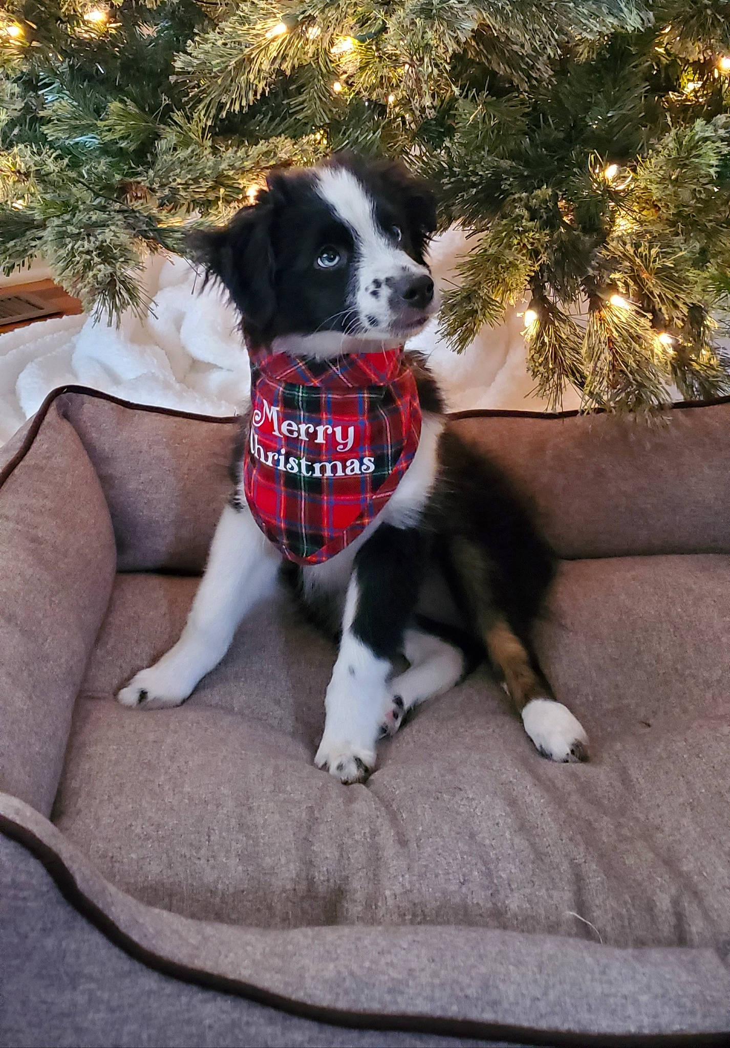 Blu is registered to the contest to win money with this photo: canidae, carnivore, christmas, christmas_decoration, christmas_tree, collar, companion_dog, conifer, couch, dog, dog_breed, dog_collar, dog_supply, fur, home_accessories, living_room, pet_supply, sporting_group, vertebrate, working_animal