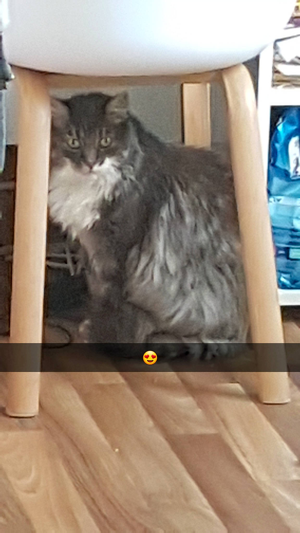 Bonzaï a rejoint le concours — aidez-le/la à gagner de superbes lots ! british_longhair, british_semi_longhair, carnivore, cat, domestic_long_haired_cat, domestic_short_haired_cat, european_shorthair, felidae, maine_coon, mammal, nebelung, norwegian_forest_cat, siberian, small_to_medium_sized_cats, whiskers