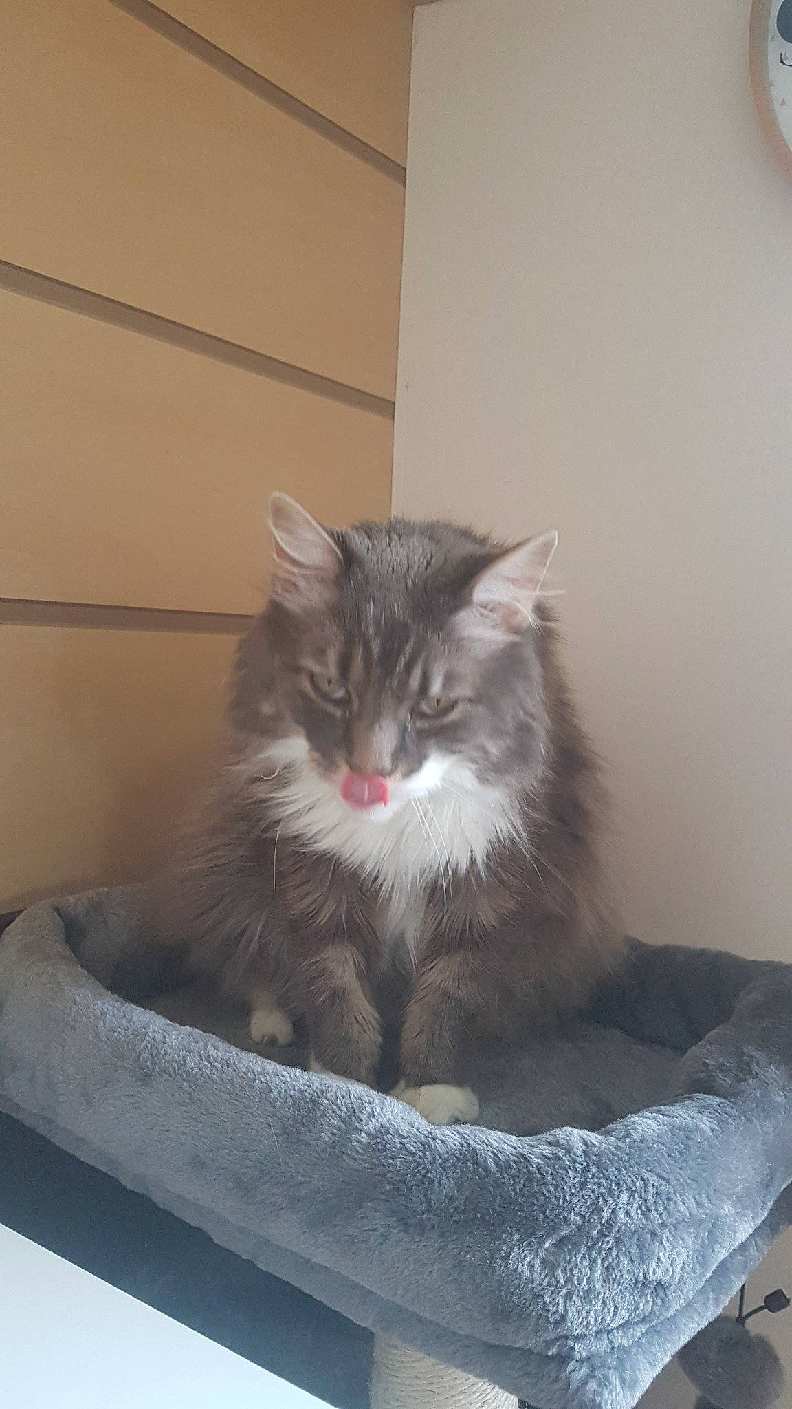 Bonzaï a rejoint le concours — aidez-le/la à gagner de superbes lots ! british_semi_longhair, carnivore, cat, domestic_long_haired_cat, domestic_short_haired_cat, felidae, kitten, maine_coon, mammal, nebelung, norwegian_forest_cat, ojos_azules, ragamuffin, siberian, small_to_medium_sized_cats, whiskers