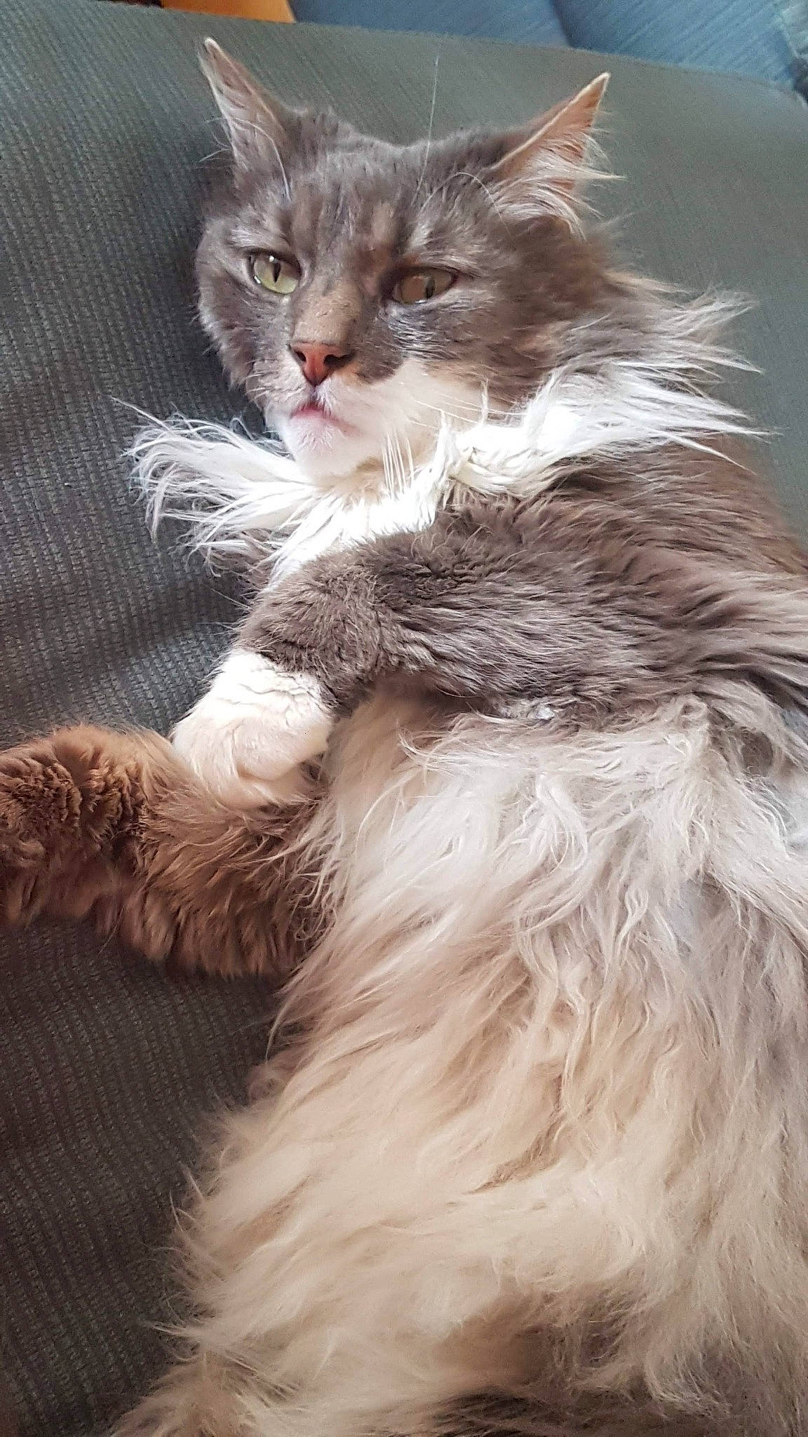 Bonzaï participe au concours pour gagner de l'argent avec cette photo : american_curl, asian_semi_longhair, british_longhair, british_semi_longhair, carnivore, cat, domestic_long_haired_cat, felidae, fur, kitten, laperm, maine_coon, mammal, norwegian_forest_cat, oriental_longhair, ragamuffin, siberian, small_to_medium_sized_cats, turkish_angora, whiskers