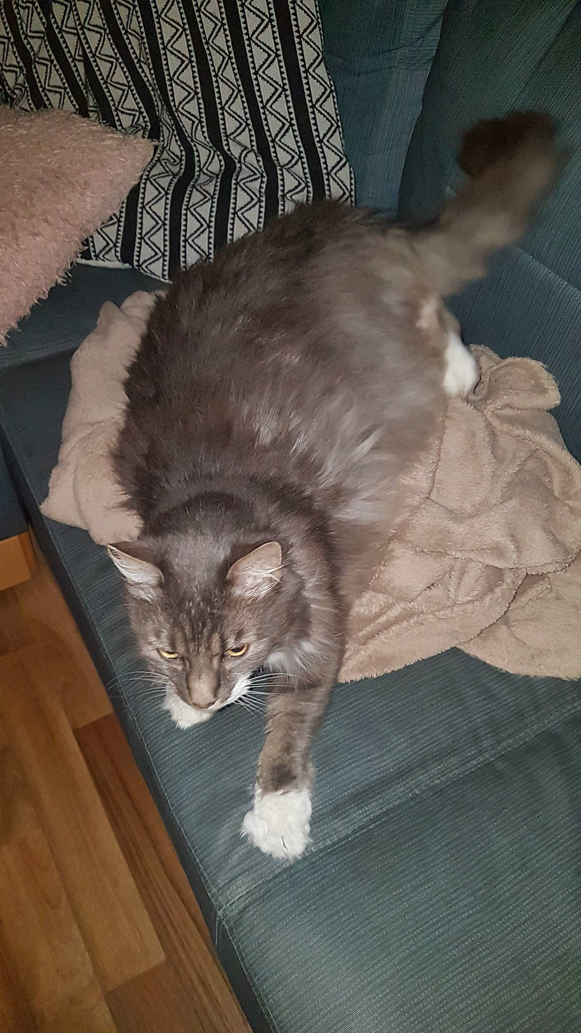 Bonzaï participe au concours pour gagner de l'argent avec cette photo : american_curl, carnivore, cat, domestic_long_haired_cat, domestic_short_haired_cat, european_shorthair, fawn, felidae, fur, maine_coon, mammal, norwegian_forest_cat, small_to_medium_sized_cats, tail, whiskers