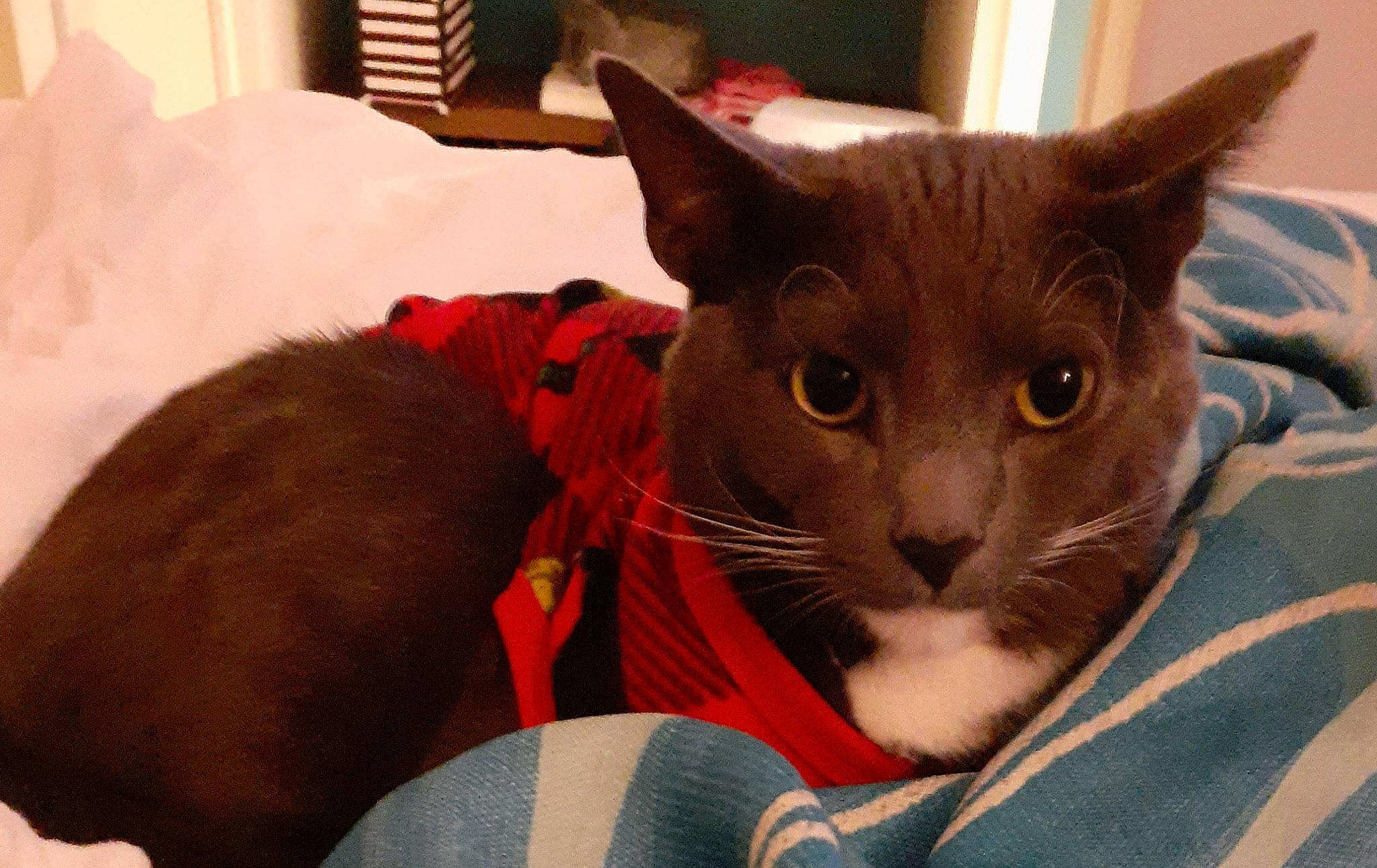 Ash is registered to the contest to win money with this photo: asian, burmese, carnivore, cat, fawn, felidae, german_rex, kitten, mammal, oriental_longhair, oriental_shorthair, russian_blue, small_to_medium_sized_cats, vertebrate, whiskers