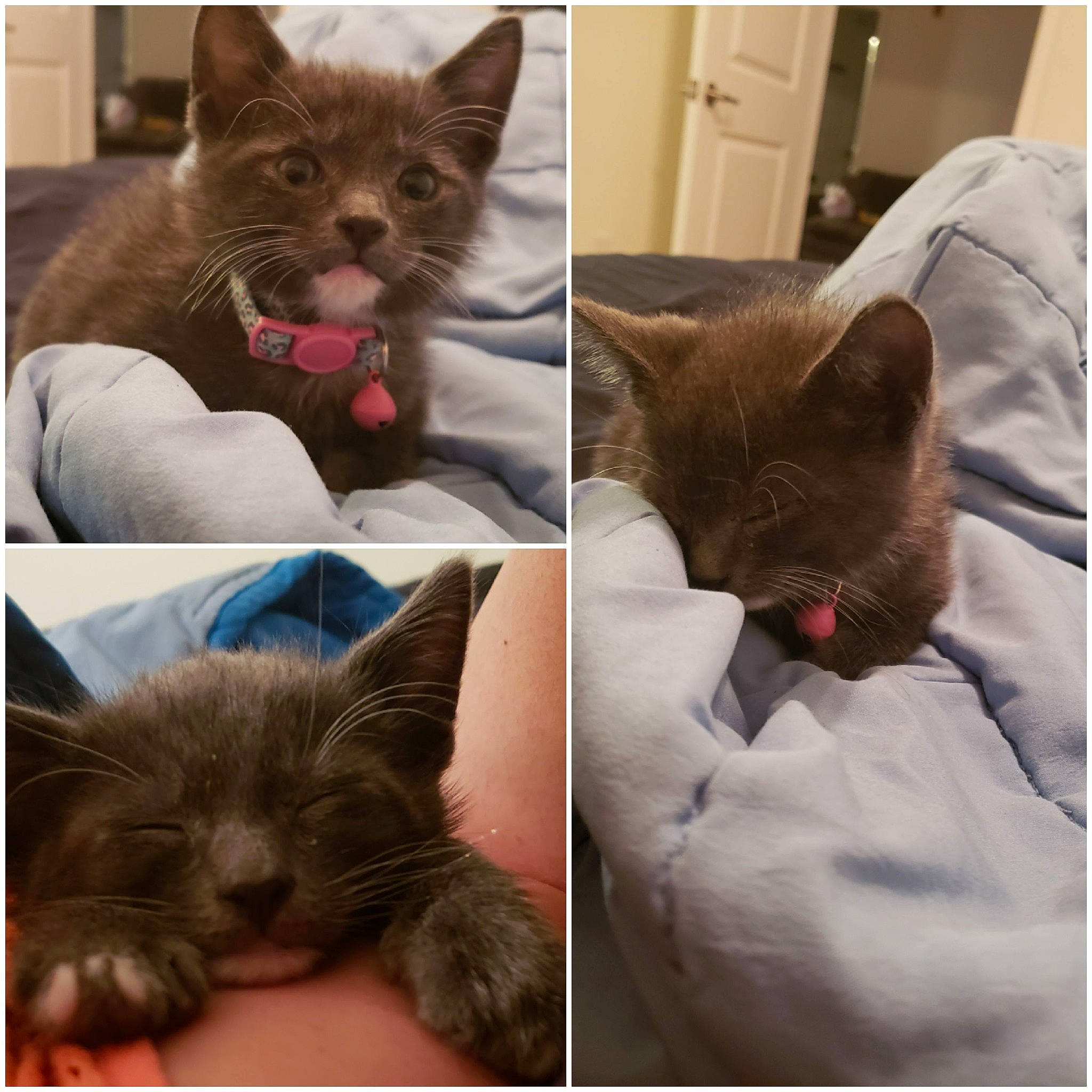 Ash is registered to the contest to win money with this photo: asian, black_cat, burmese, carnivore, cat, domestic_short_haired_cat, ear, facial_expression, felidae, fur, furniture, kitten, korat, nap, nebelung, russian_blue, sleep, small_to_medium_sized_cats, snapshot, whiskers