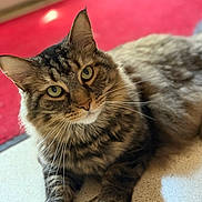 Zane is registered to the contest to win money with this photo: cat, tabby, animal, pet, indoor, floor, tile, fur, whiskers, ears, eyes, mammal, domestic, relaxed, resting, cute, feline, portrait, close_up, curious