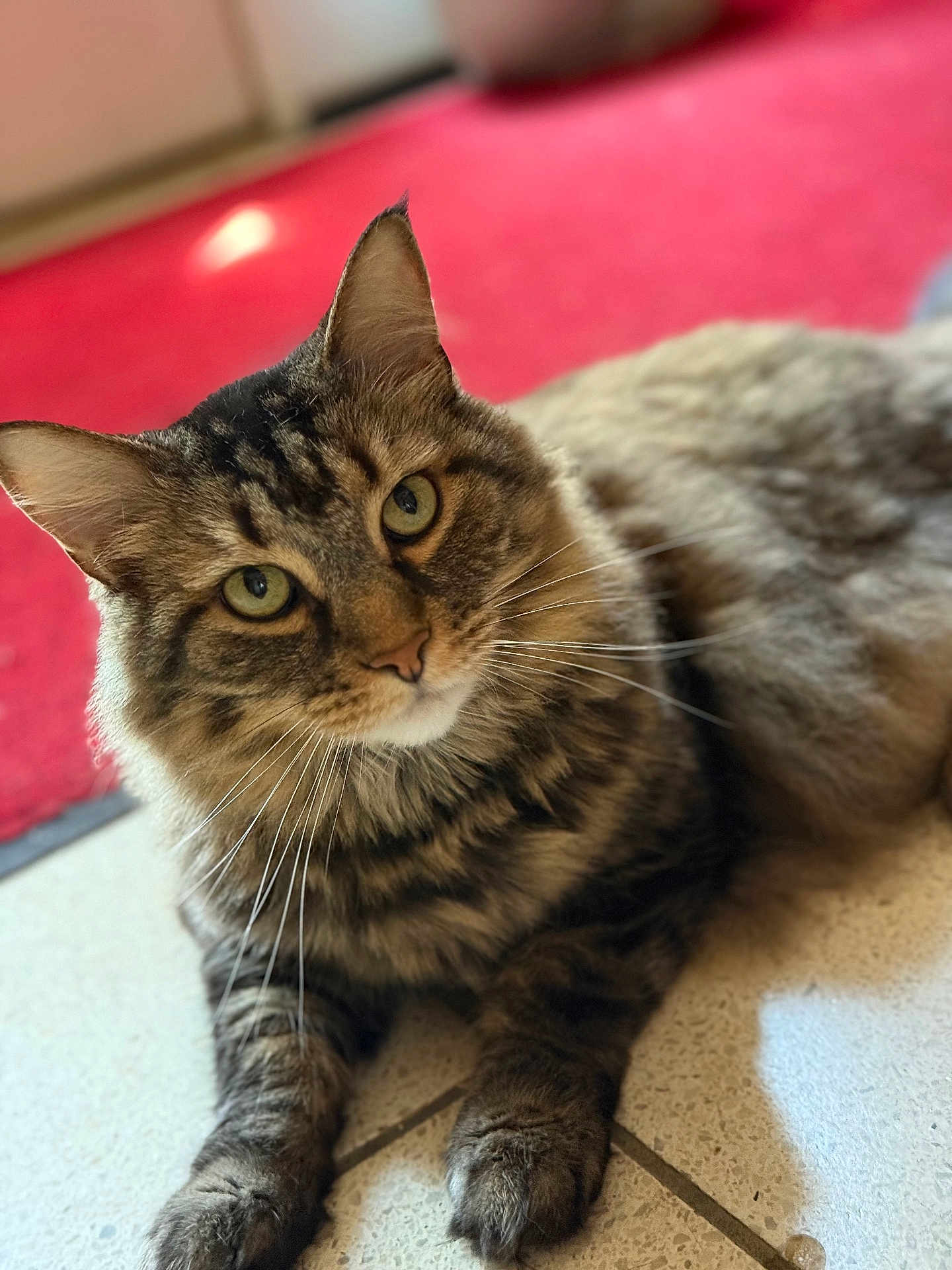 Zane is registered to the contest to win money with this photo: cat, tabby, animal, pet, indoor, floor, tile, fur, whiskers, ears, eyes, mammal, domestic, relaxed, resting, cute, feline, portrait, close_up, curious