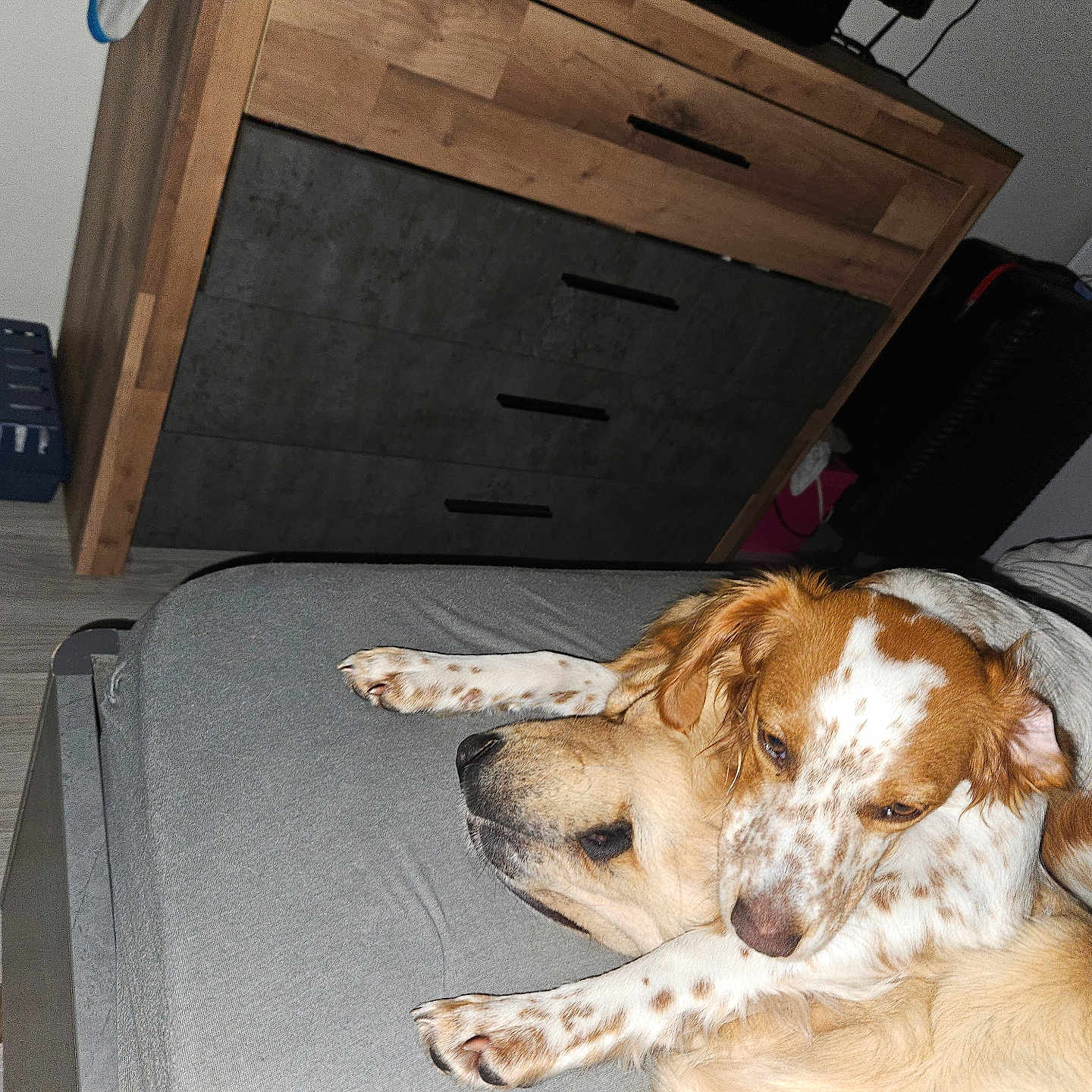 Laika participe au concours pour gagner de l'argent avec cette photo : animal, bed, bedroom, cabinet, canine, computer, couch, dog, drawer, electronics, furniture, hardwood, hound, indoors, interiordesign, pet, plywood, puppy, room, wood