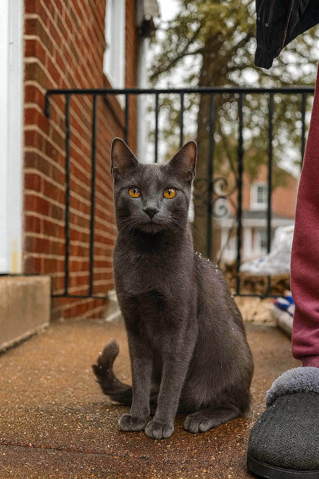 Willow is registered to the contest to win money with this photo: cat, gray_cat, amber_eyes, sitting, outdoor, brick_wall, metal_railing, paw, sidewalk, slipper, footwear, pet, animal, feline, curious, closeup, texture, background_blur, daylight, domestic