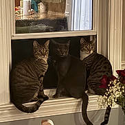 Willow is registered to the contest to win money with this photo: cat, tabby_cat, gray_cat, windowsill, window, indoor, pets, animals, flowers, roses, baby's_breath, curious, looking_outside, feline, domestic_cat, three_cats, home_interior, plant, wooden_chair, reflection