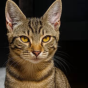 Kevin joined the competition — help win amazing prizes! cat, tabby, feline, animal, pet, closeup, portrait, whiskers, ears, golden_eyes, striped, fur, indoor, mammal, cute, domestic_cat, face, alert, young_cat, focused