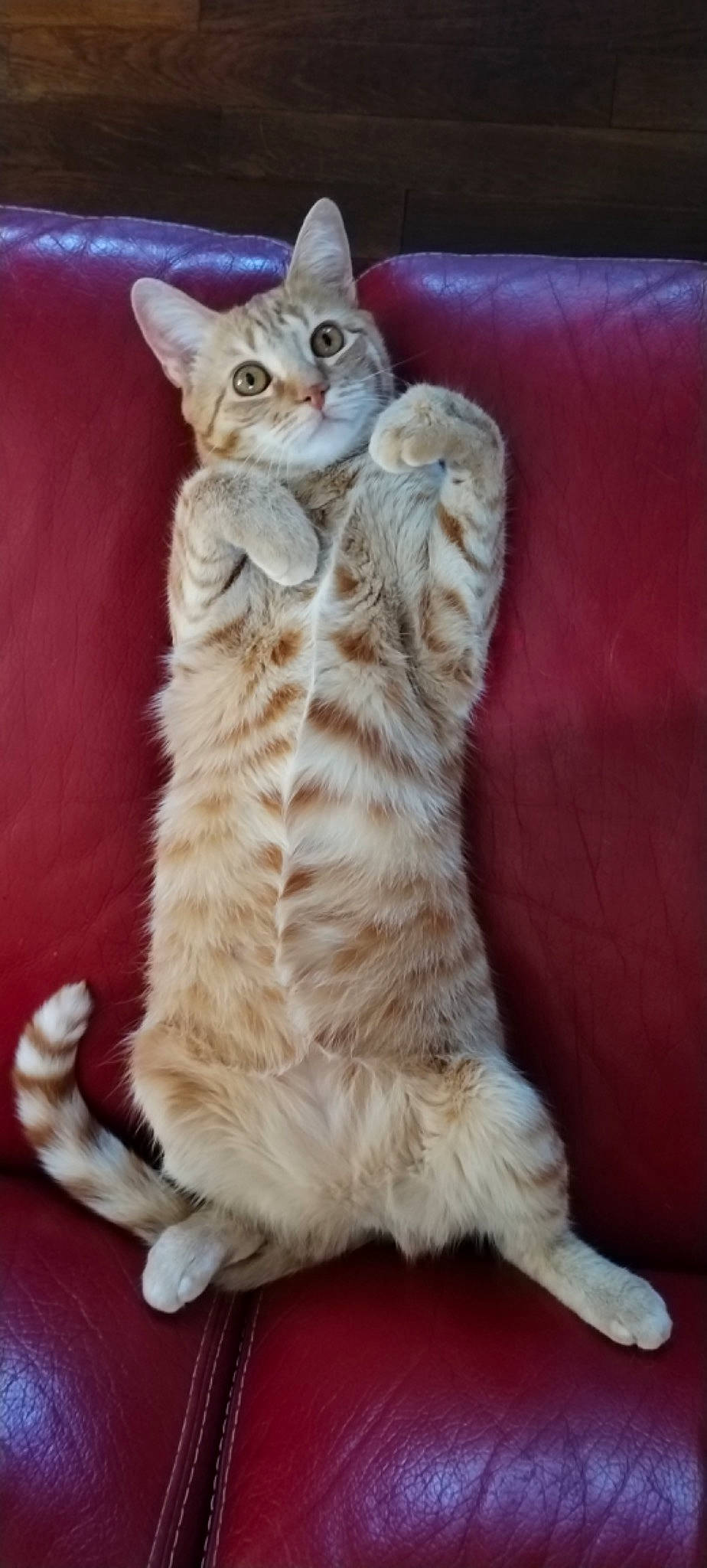 Maïa participe au concours pour gagner de l'argent avec cette photo : balance, carnivore, cat, claw, couch, domestic_short_haired_cat, event, fawn, felidae, foot, fur, paw, small_to_medium_sized_cats, snout, tail, terrestrial_animal, whiskers