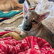 Lilly joined the competition — help win amazing prizes! dog, puppy, german_shepherd, blanket, cushion, indoor, carpet, pet, fur, ears, laying_down, resting, cozy, cute, animal, domestic_animal, looking_at_camera, furniture, home, relaxing