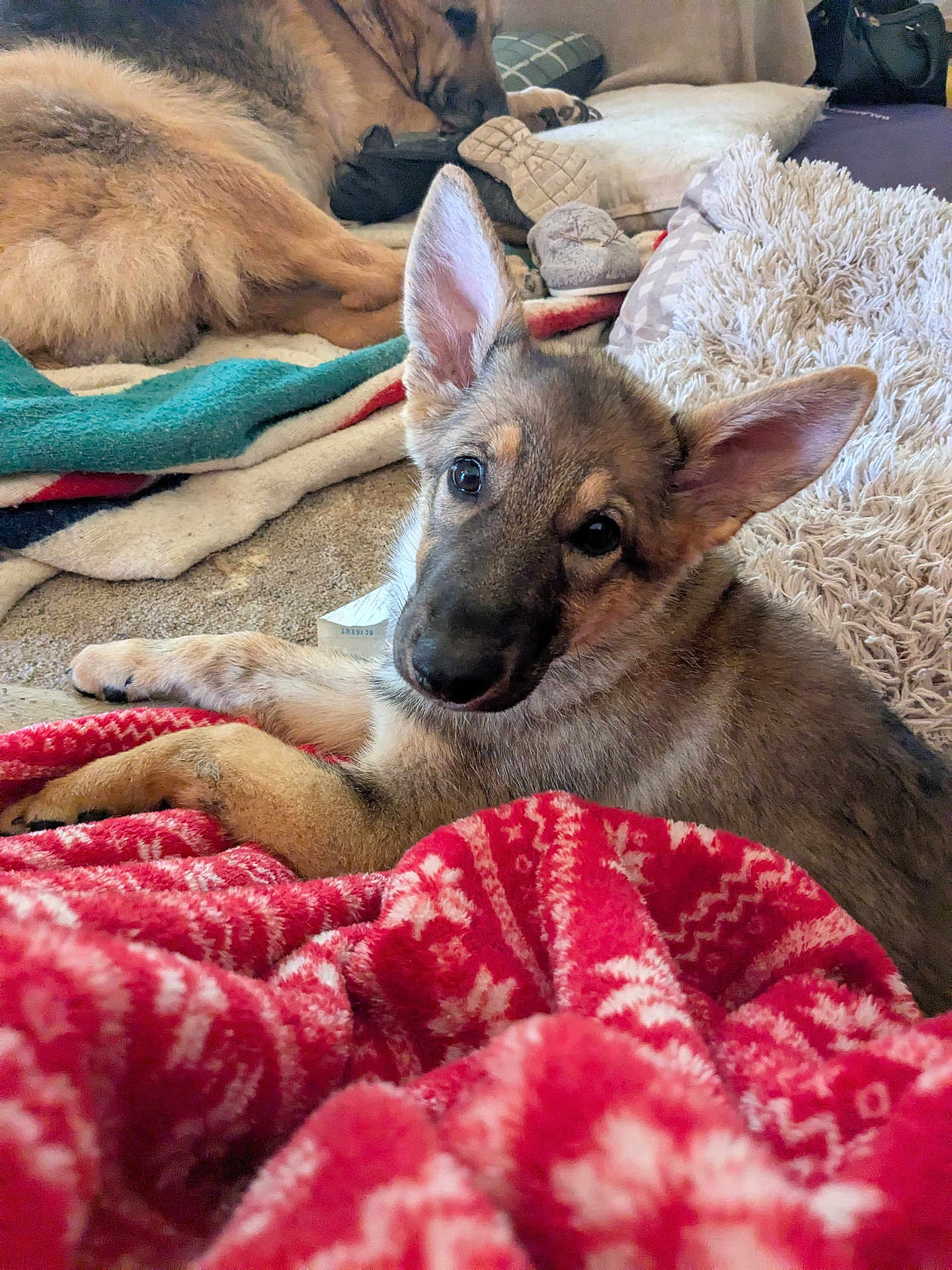 Lilly joined the competition — help win amazing prizes! dog, puppy, german_shepherd, blanket, cushion, indoor, carpet, pet, fur, ears, laying_down, resting, cozy, cute, animal, domestic_animal, looking_at_camera, furniture, home, relaxing