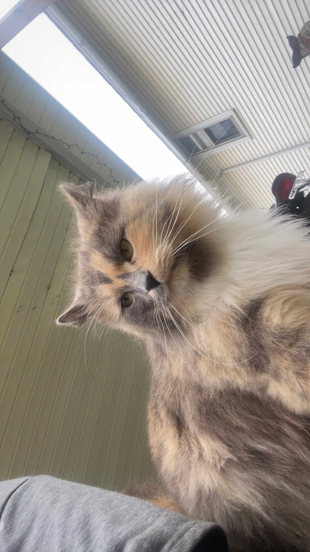 Vera is registered to the contest to win money with this photo: cat, feline, pet, long_hair, fluffy, whiskers, green_eyes, dilute_calico, portrait, close_up, looking_down, indoor, porch, ceiling, roof, curious_expression, soft_fur, domestic_cat, ears, nose