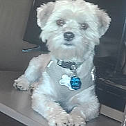 Leo is registered to the contest to win money with this photo: dog, small_dog, fluffy, pet, collar, tags, indoor, desk, blur, out_of_focus, animal, cute, lying_down, furniture, brown, white, paw, fur, companion, household